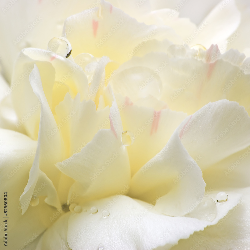 Abstract White Flower Petals, Detailed Macro Closeup, Water Dew