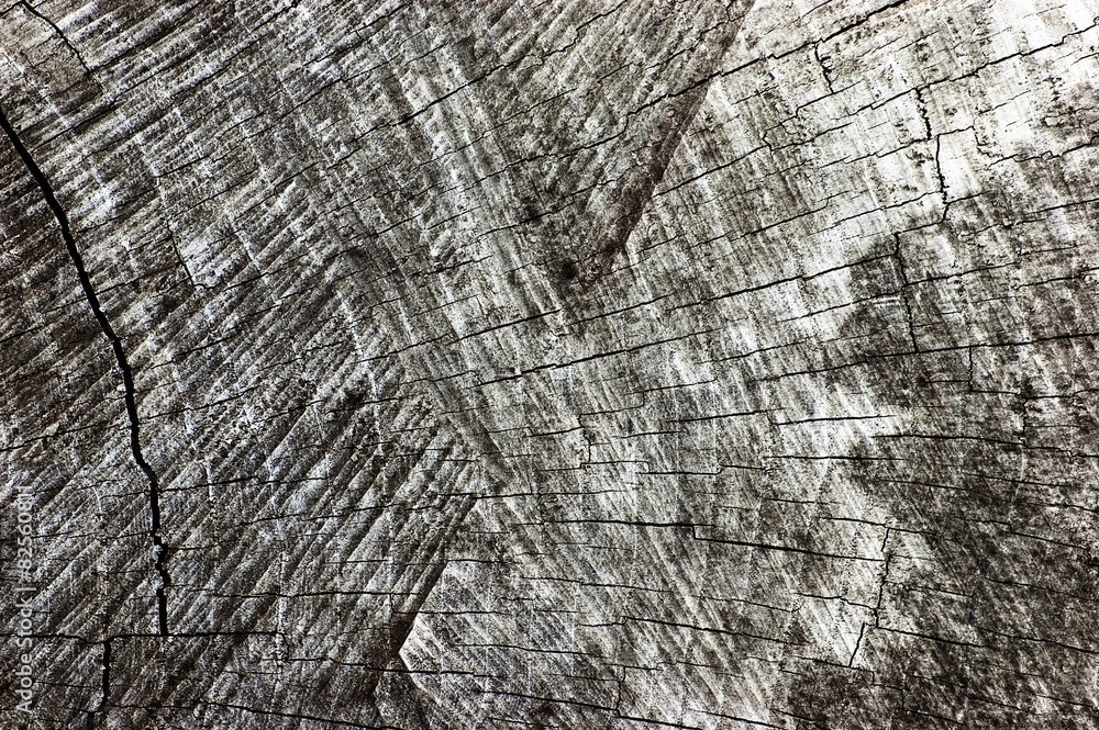 Fototapeta premium Natural Weathered Grey Tree Stump Cut Texture, Large Horizontal