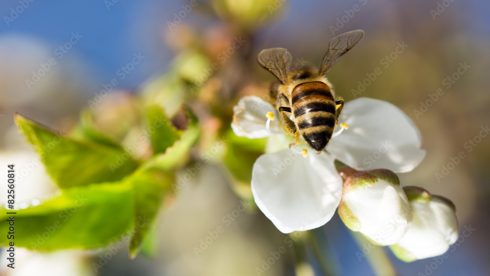 bee on a white flower on a tree bee on a white flower on a tree