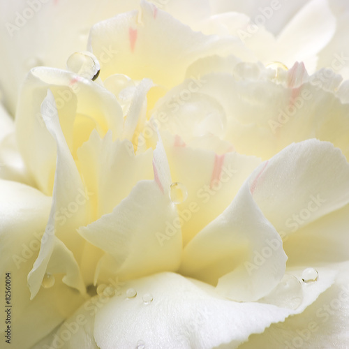 Abstract White Flower Petals  Detailed Macro Closeup  Water Dew