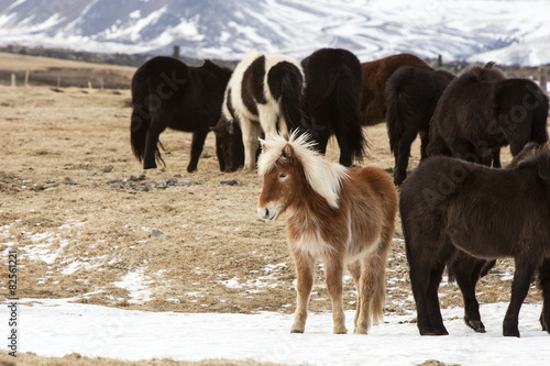 Herd of Icelandic horses in snowy mountain landscape