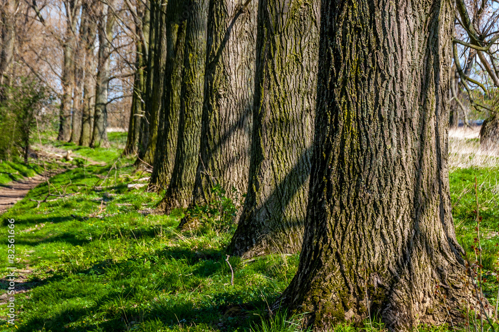 Naklejka premium Dormagen am Leinpfad