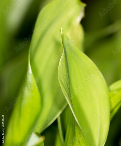 lily leaves in nature