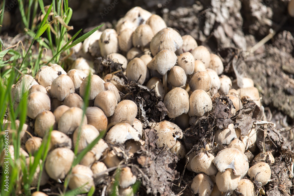 toadstool mushrooms nature spring toadstool mushrooms nature spring