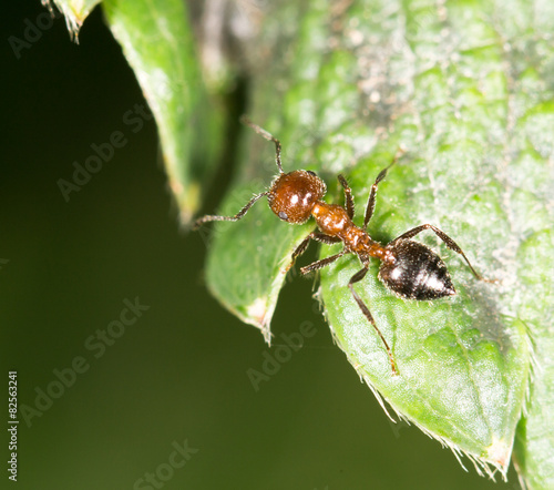 ant on green leaf in nature. close-up © schankz