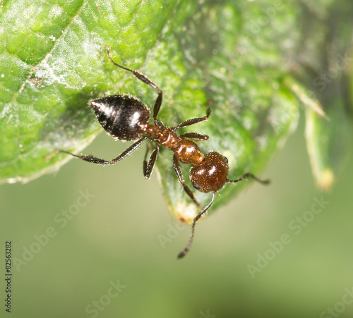 ant in nature. close-up © schankz