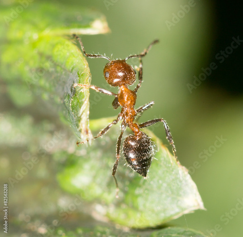 ant in nature. close-up © schankz