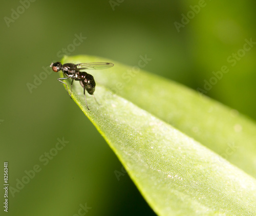 fly on a green leaf in nature. close-up © schankz