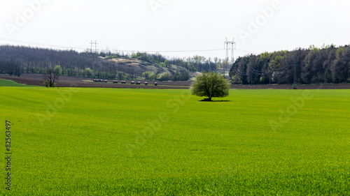 Green field surrounded by forest. © Justinb