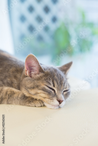 sleeping cat on Studio chair