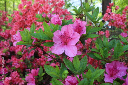 Azalea 