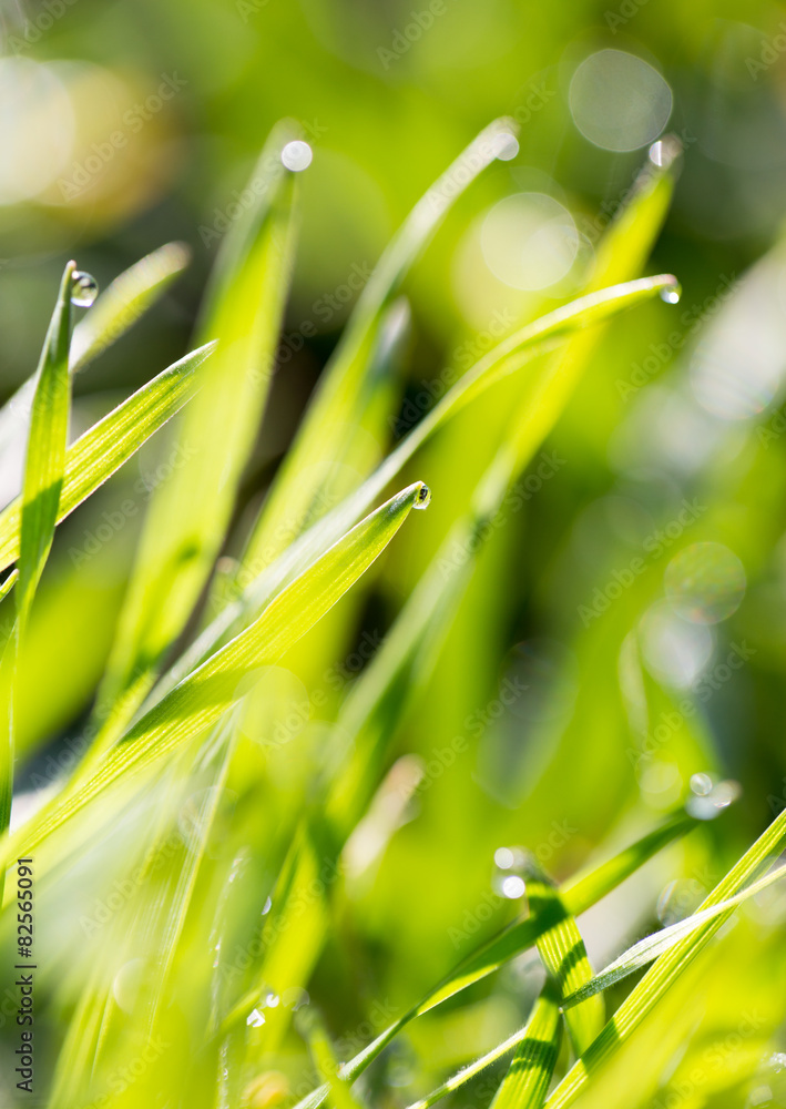 Fototapeta premium drops of dew on the grass