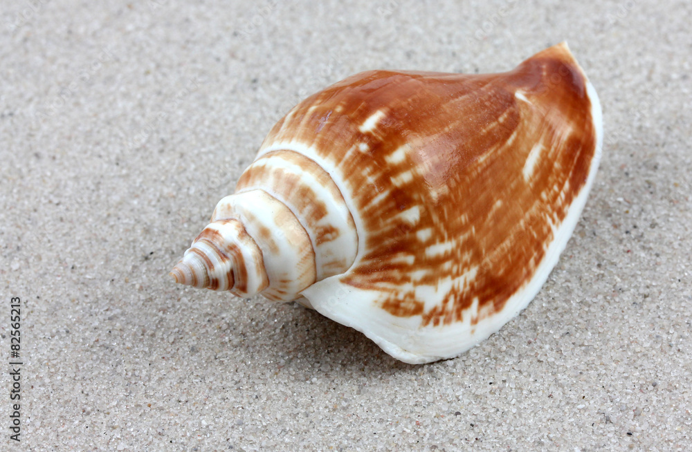 shell. shell.