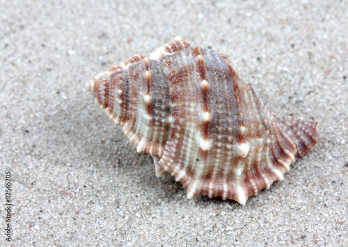shell..