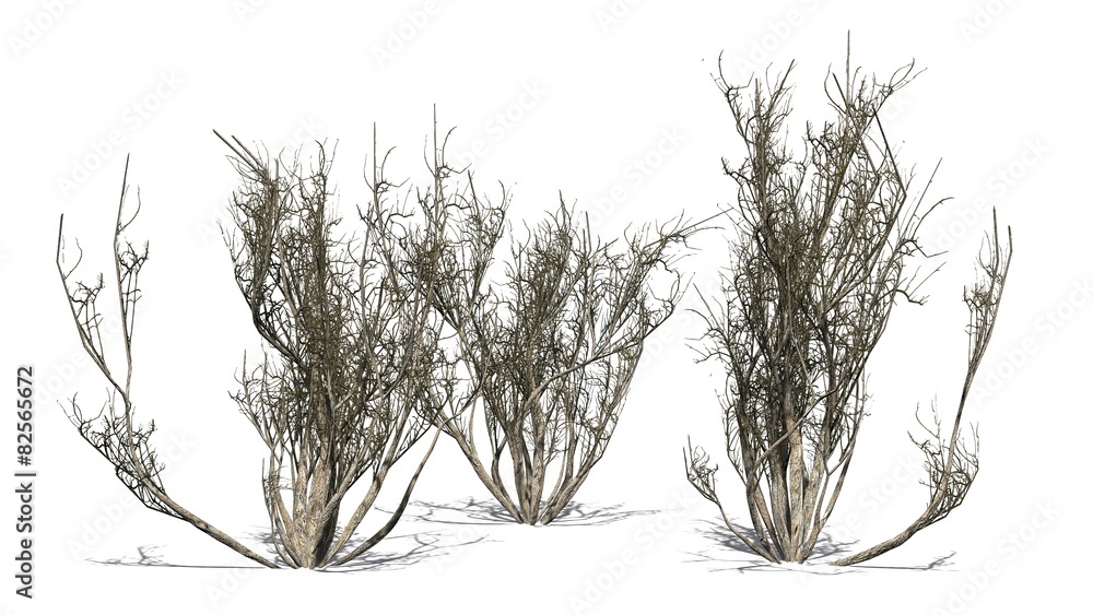 Obraz premium african olive shrub winter - isolated on white background