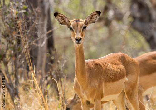 Grazing female impala