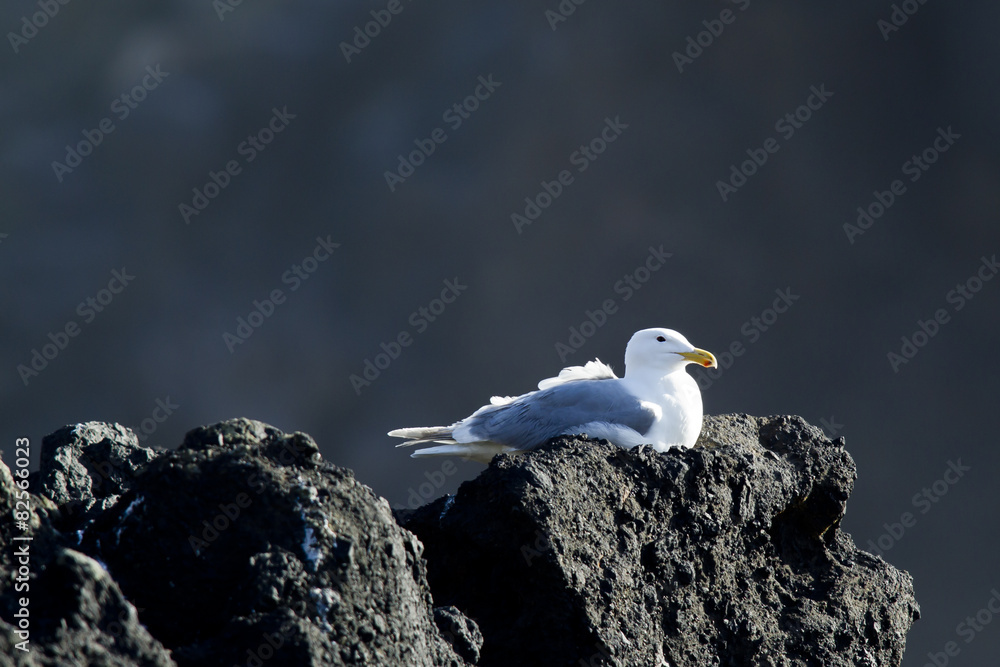 Seagull sitting on a rock.