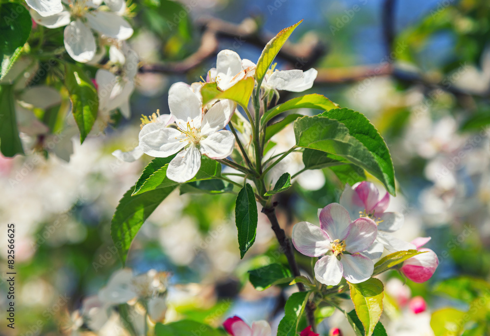 Fototapeta premium A blooming branch of an apple tree