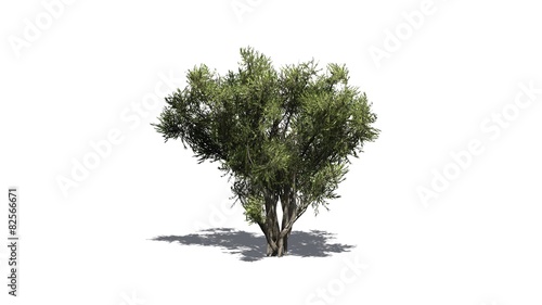 african olive shrub - isolated on white background