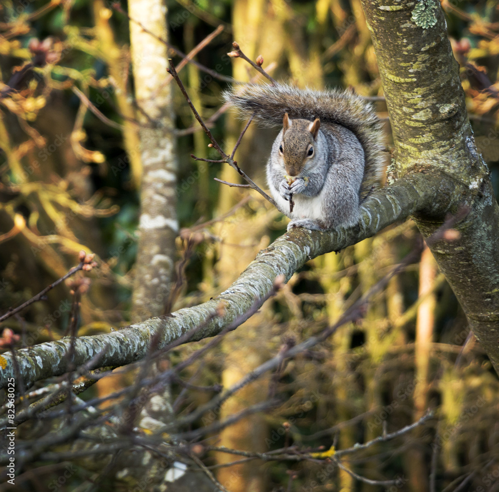 Obraz premium Squirrel