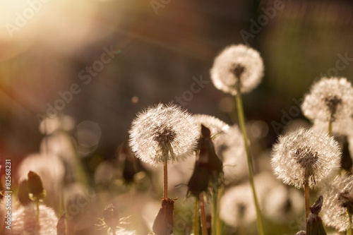 Soft focus on dandelion seeds lit by sunbeams