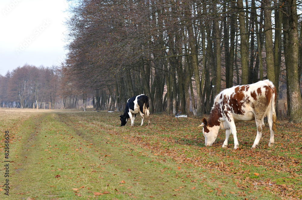 cow back grazing cow back grazing