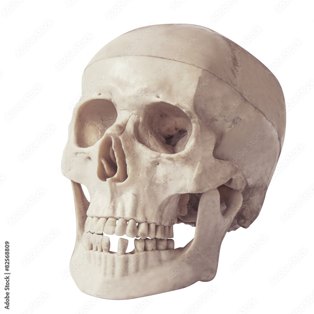 Obraz premium human skull isolated