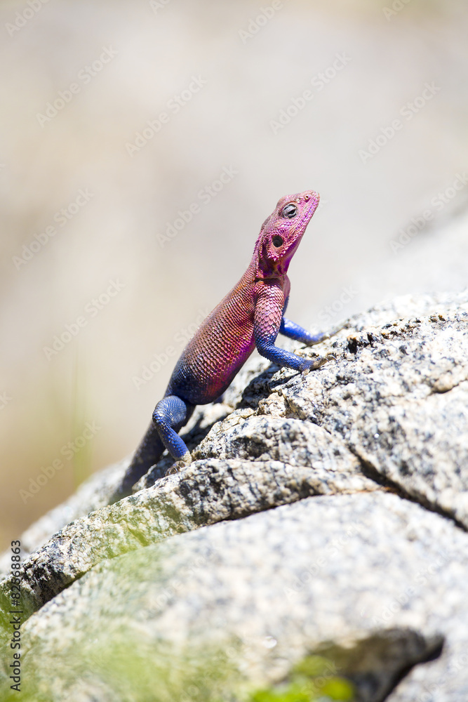 Naklejka premium Colorfull gecko on a rock in Africa