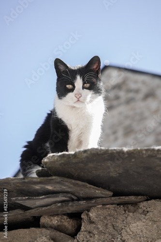 Canvas Print White and black Cat On The Roof