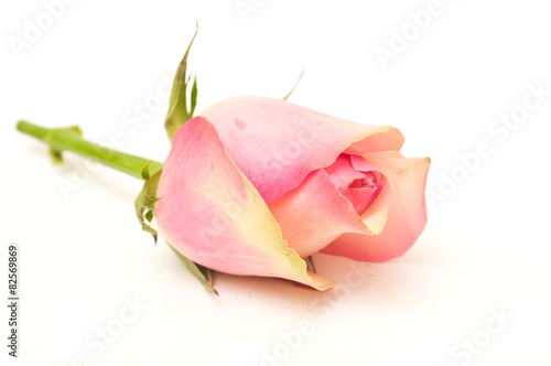 Fotografie rose sur fond blanc