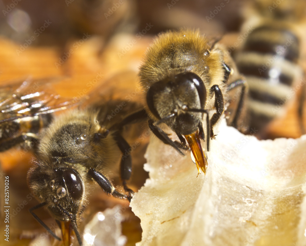 Bees convert nectar into honey - obrazy, fototapety, plakaty 