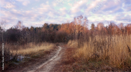 Late autumn. Way to to the forest