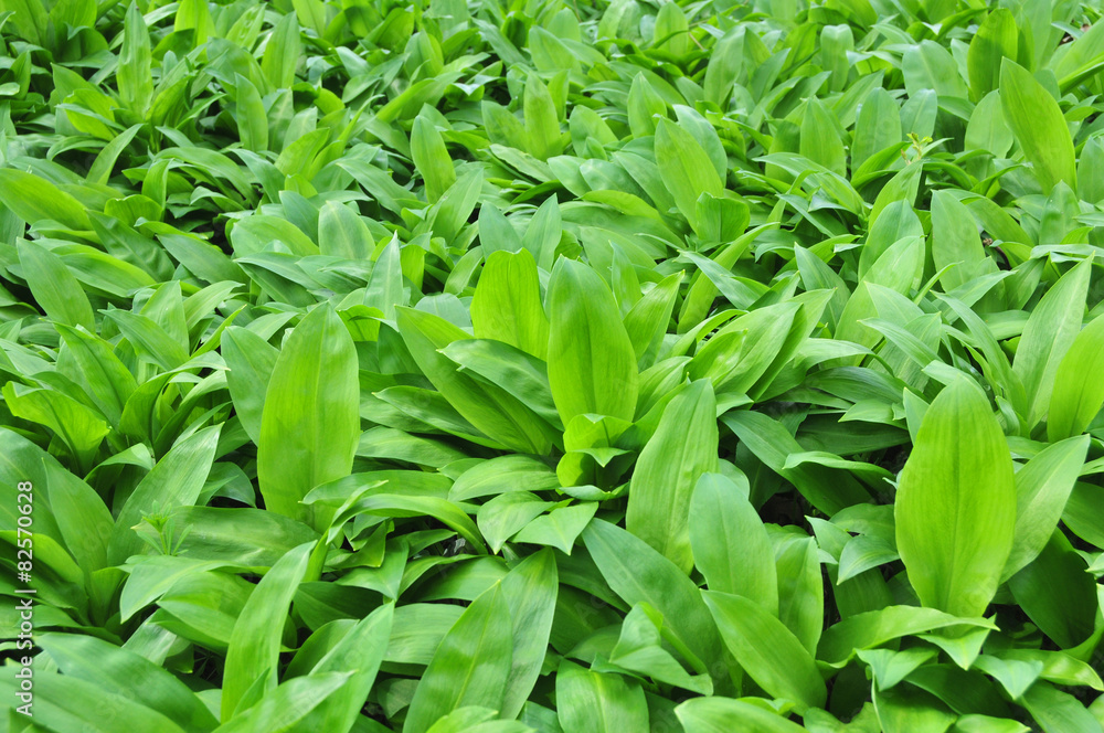 Wild garlic