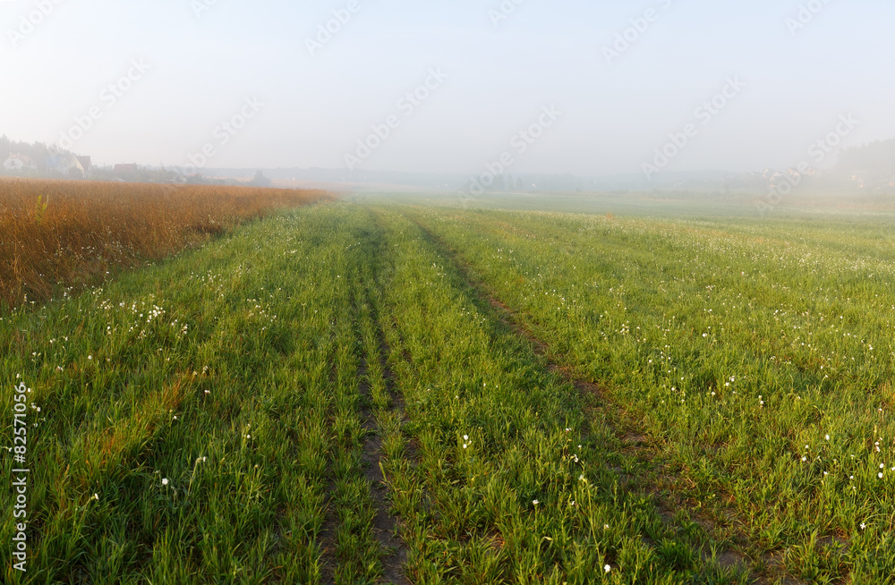 Foggy meadow