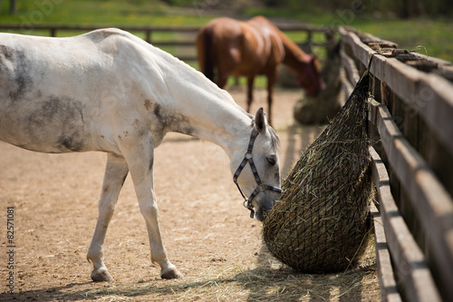 Fototapeta Naklejka Na Ścianę i Meble -  Two horses in the paddock and bent over eating dry grass