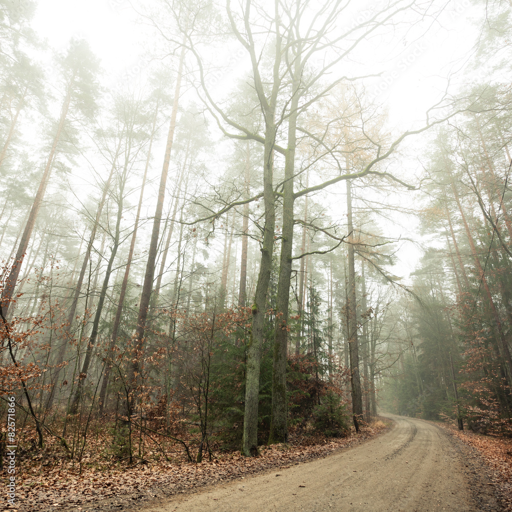Obraz premium Pathway through the misty autumn forest