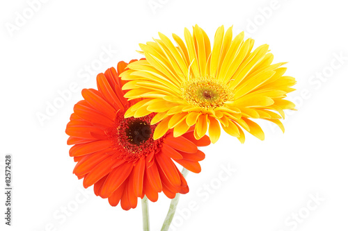 Bouquet of gerberas