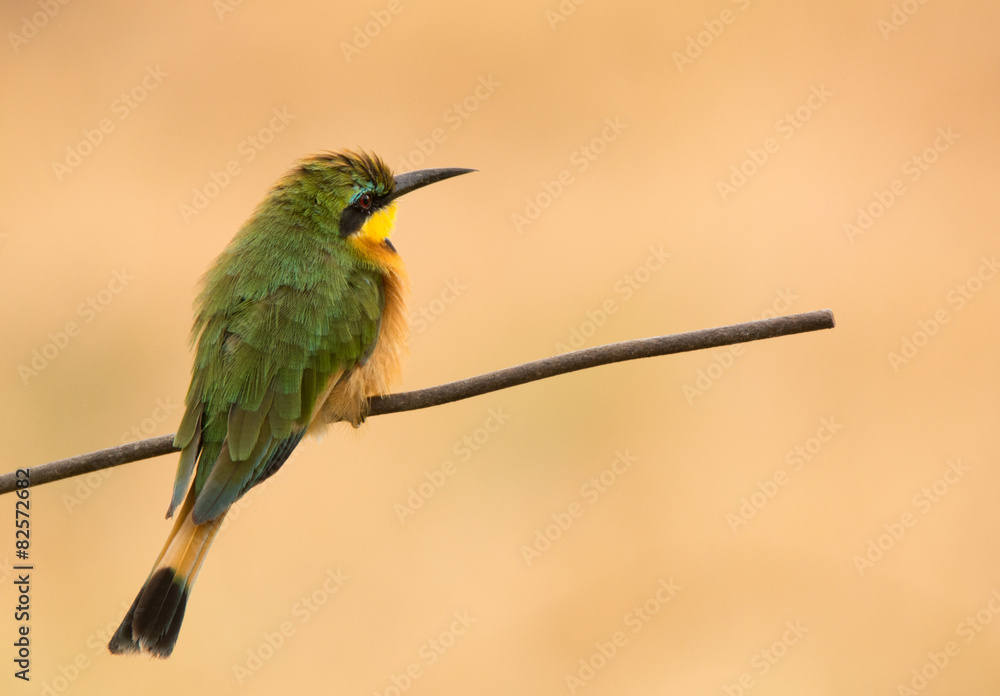Fototapeta premium Little Bee-Eater on a twig, Tanzania 