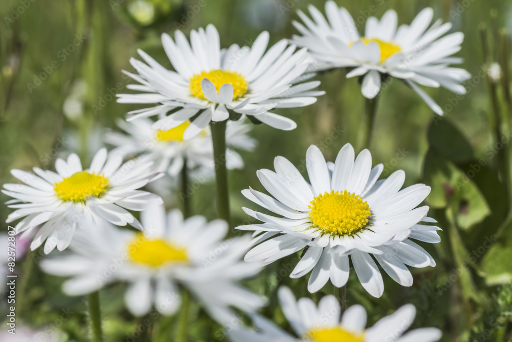 Eine Gruppe Gänseblümchen auf einer Wiese Eine Gruppe Gänseblümchen auf einer Wiese