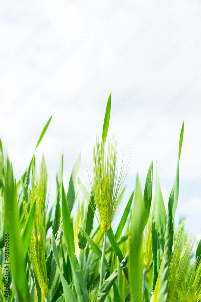 Obraz premium 麦畑（六条大麦）