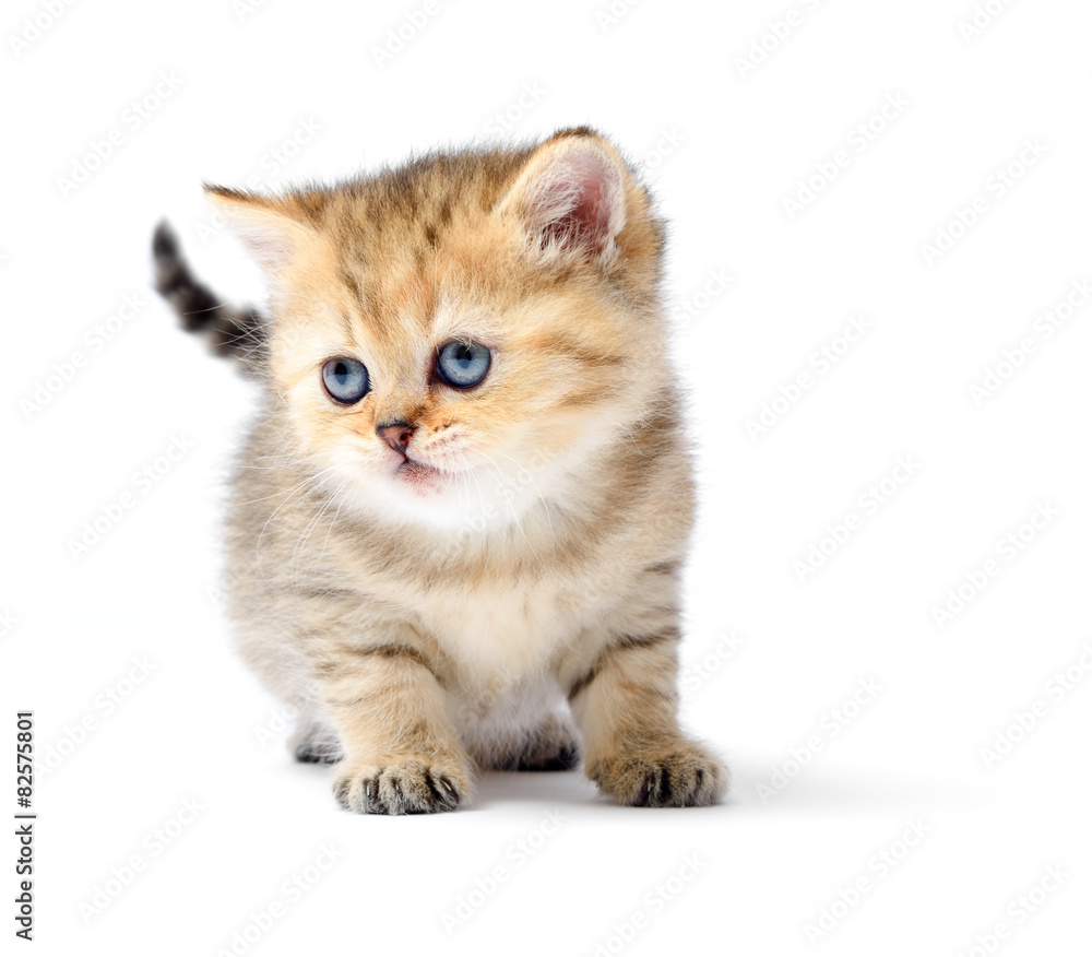 Little kitten on white background Little kitten on white background