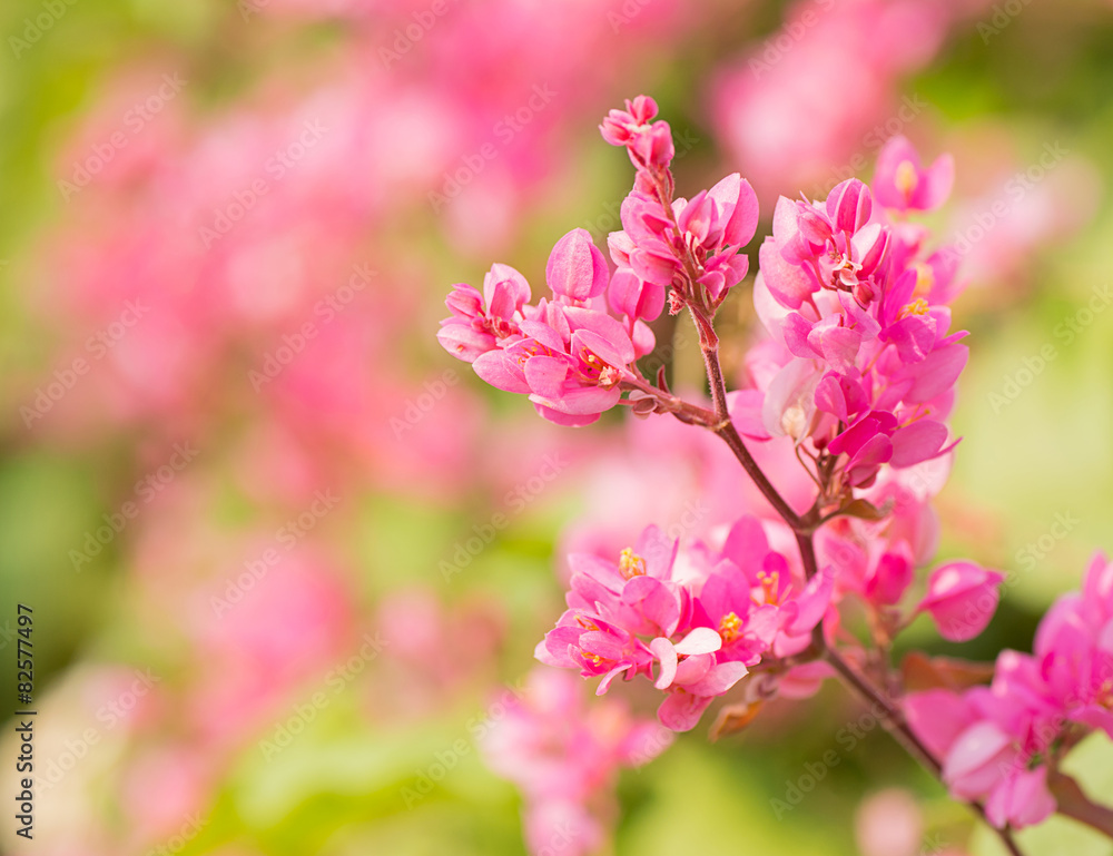 Coral vine in garden with blur background. Coral vine in garden with blur background.
