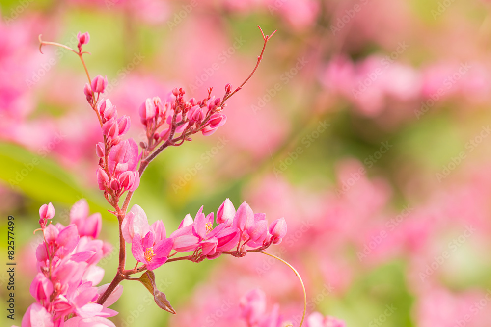 Coral vine in garden with blur background. Coral vine in garden with blur background.