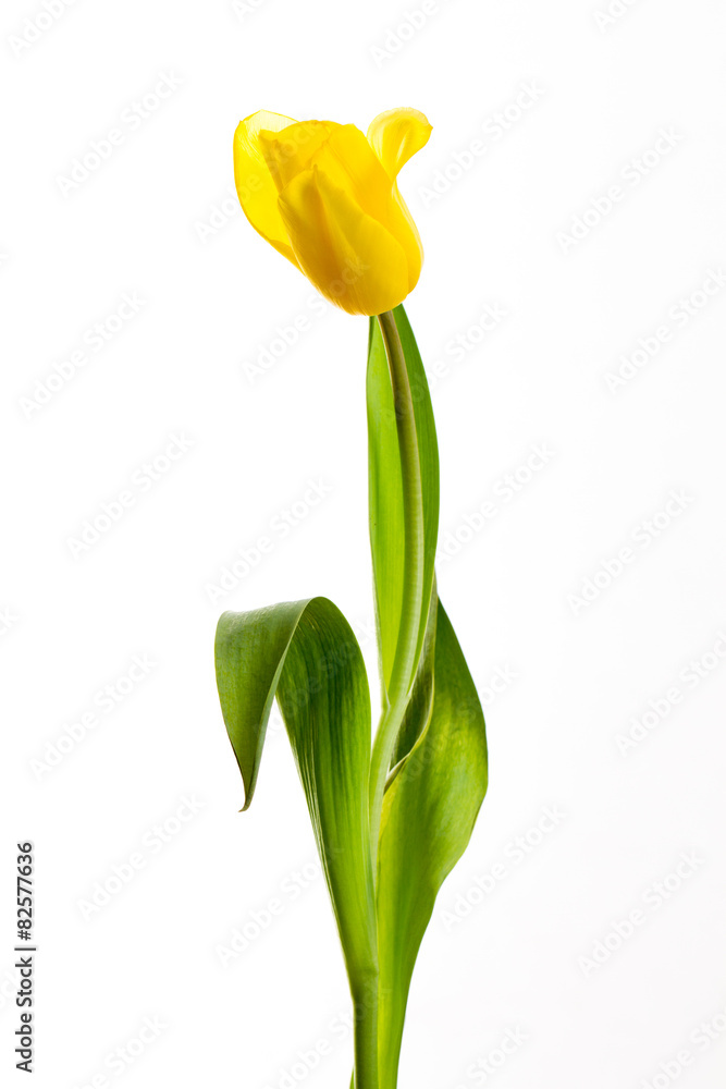 yellow tulips on a white background yellow tulips on a white background