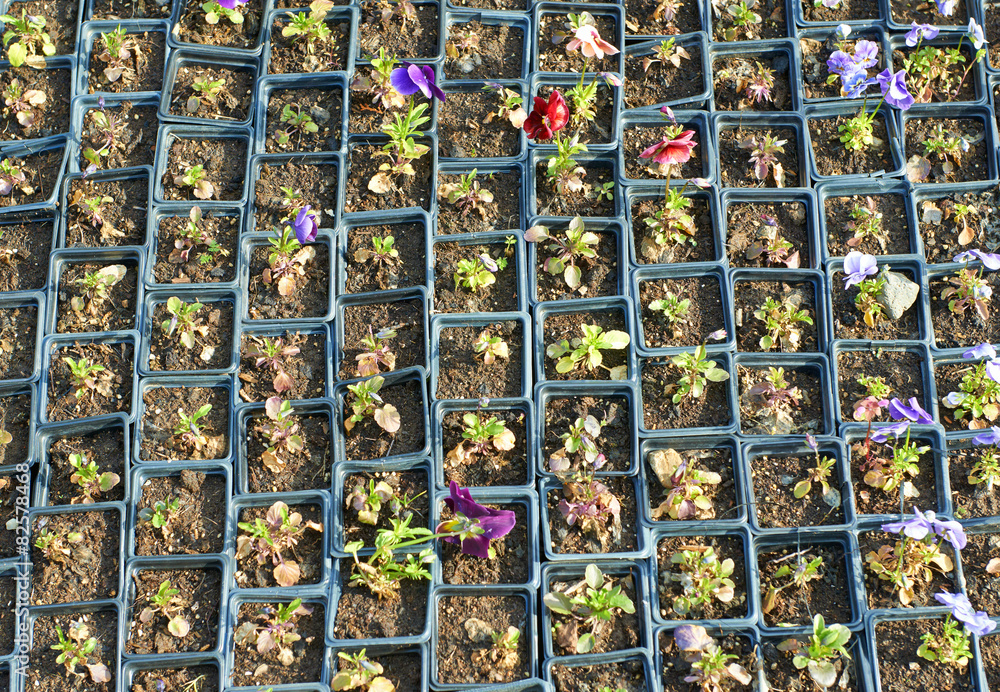 Pansy flowers potted seedlings