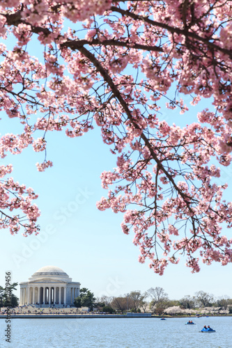Dawn at the Jefferson Memorial during the Cherry Blossom Festiva