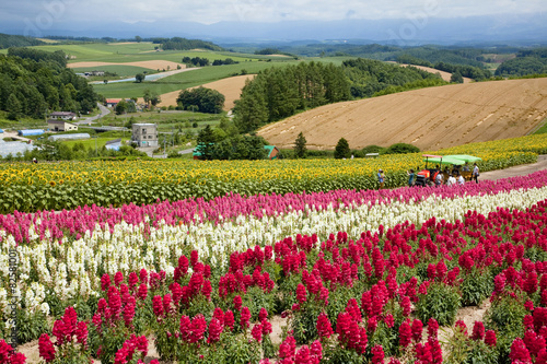 Wallpaper Mural 四季彩の丘のお花畑 Torontodigital.ca