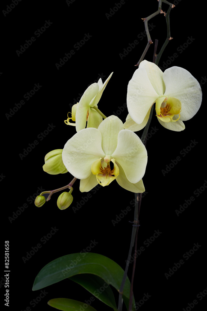Obraz premium White orchid flower
