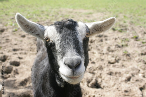Cheeky looking goat