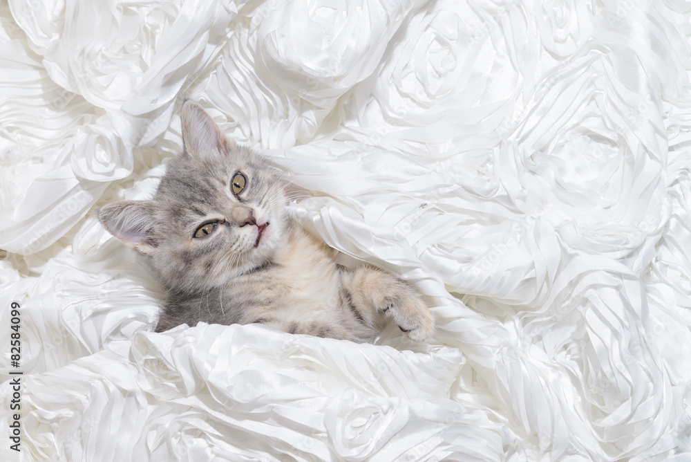 cat sleep In white cloth